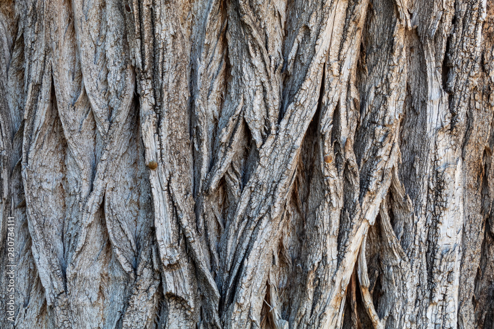 Closeup Tree Bark Texture Background Closeup Tree Bark Texture Background
