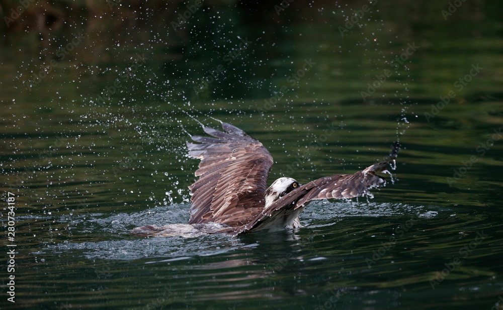 Fishing osprey
