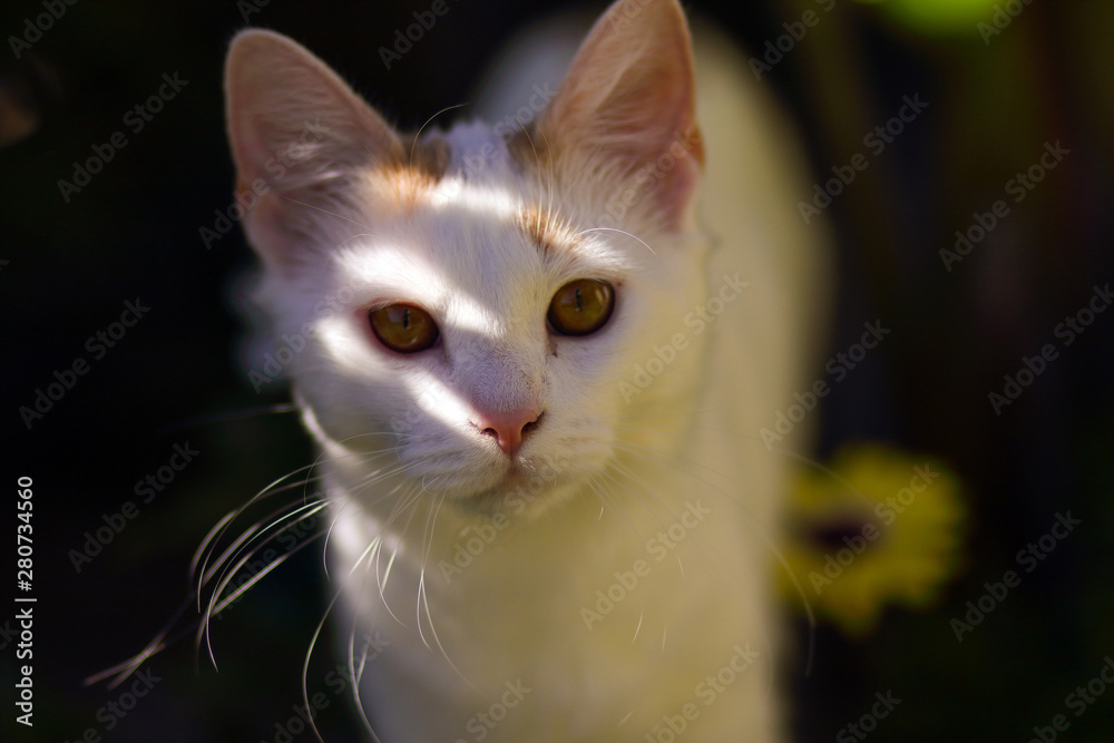 Fototapeta premium Curious Cat in Sunlight