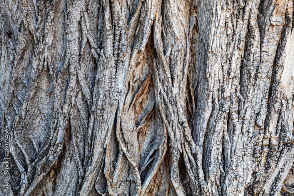 Closeup Tree Bark Texture Background Closeup Tree Bark Texture Background