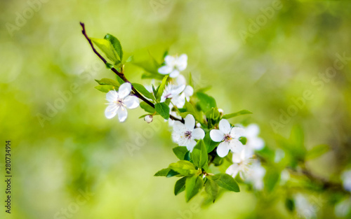 concept, branches of early blooming flowering trees, blurred green background and foreground