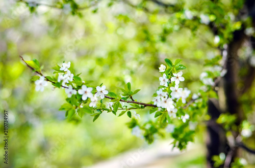 concept, branches of early blooming flowering trees, blurred green background and foreground