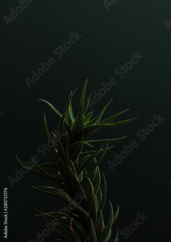 green zebra plant isolated on black background
