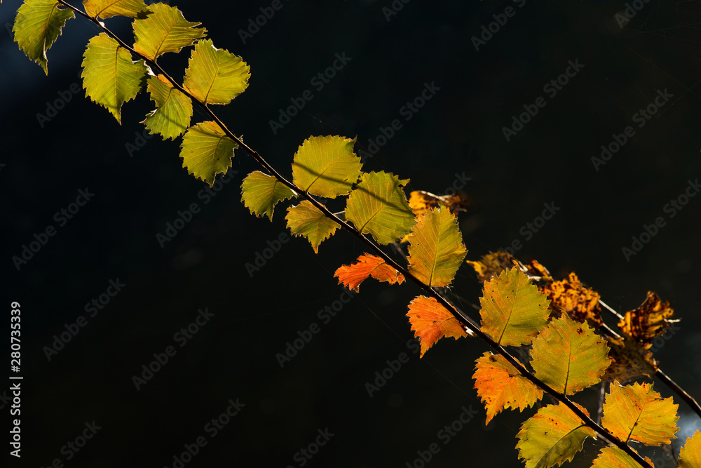 Obraz premium Branch of hazel with yellow and red leaves on a natural dark background. Autumn etude.