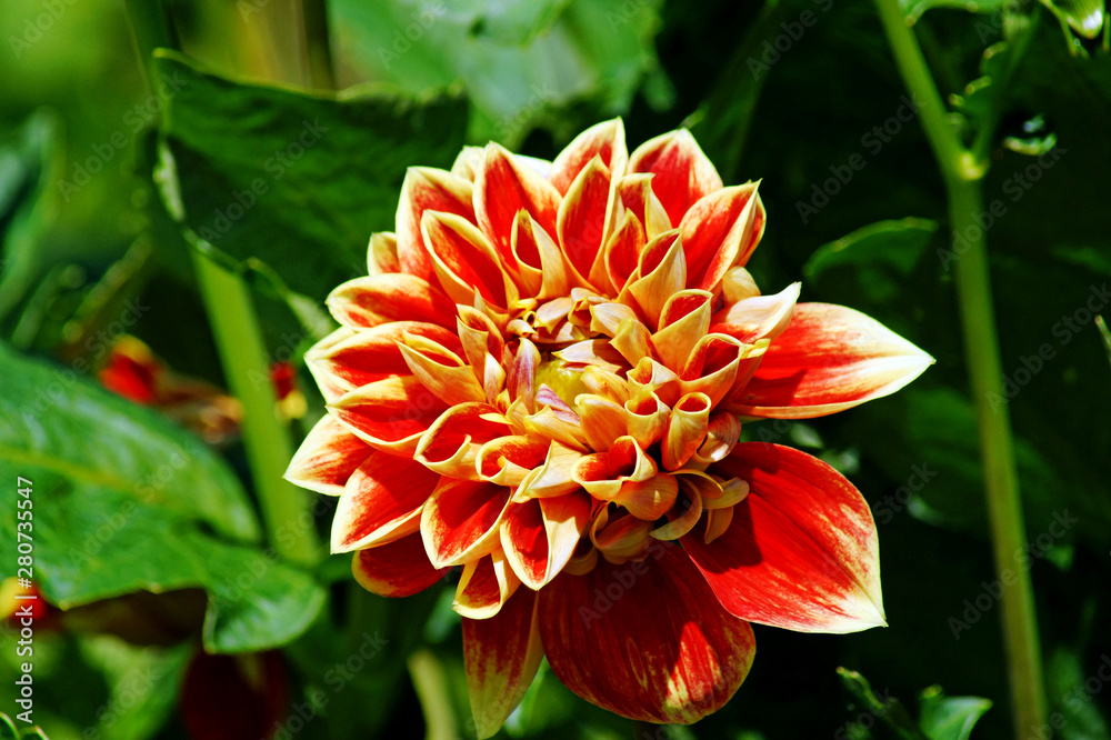Close up of a dahlia blossom in a flower garden Close up of a dahlia blossom in a flower garden