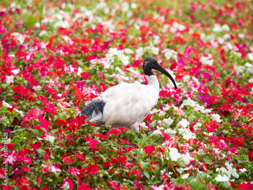 Australian White Ibis in a red flower field in Sydney, Australia