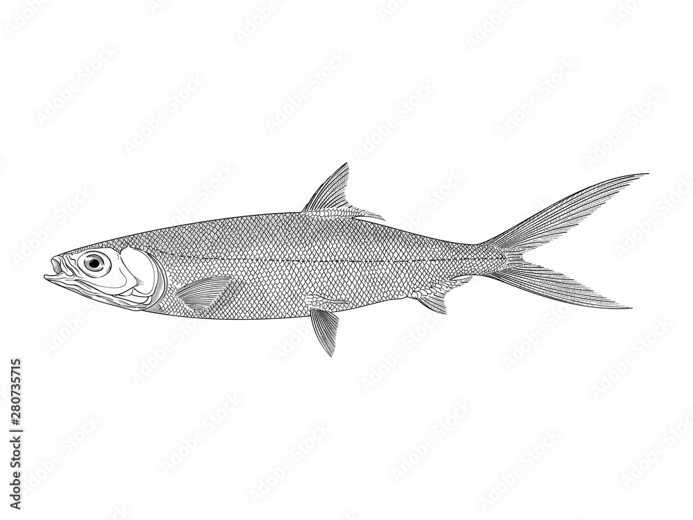 Obraz premium Milkfish vector illustration