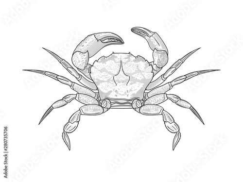 Crab illustration