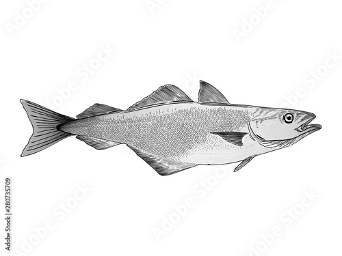 Atlantic Cod vector illustration