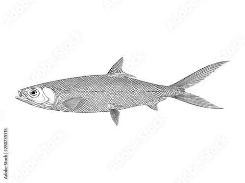 Milkfish vector illustration
