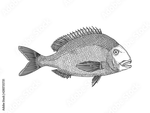 Sea Bream vector illustration
