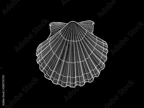 White Scallop vector illustration on black background