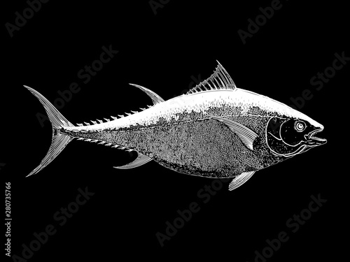 White bluefin tuna on black background
