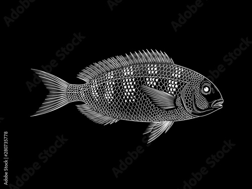 White Gilt-Head Bream vector illustration on black background