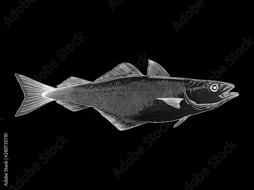 White Atlantic Cod vector illustration on a black background