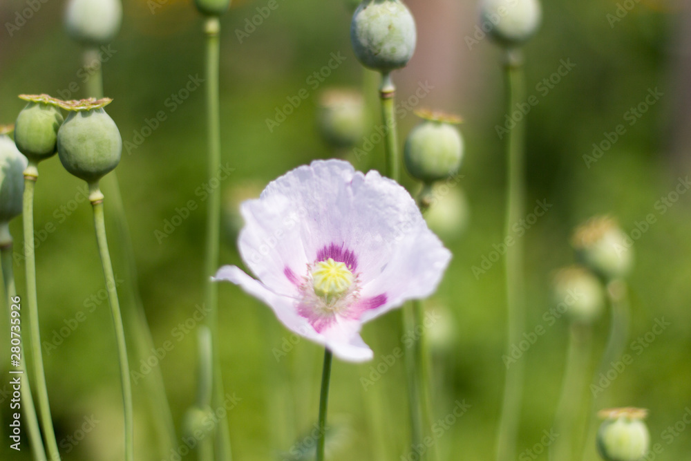 blooming flower of lilac poppy on the background of poppy heads blooming flower of lilac poppy on the background of poppy heads