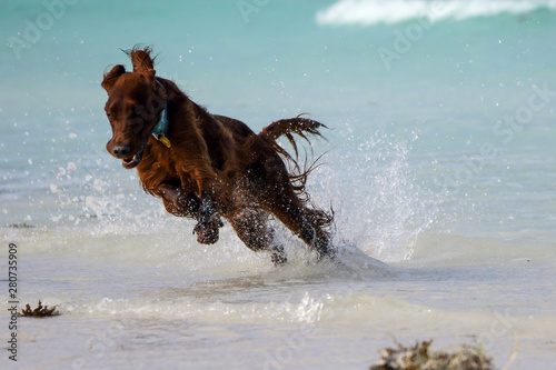 Dog Jumping Waves