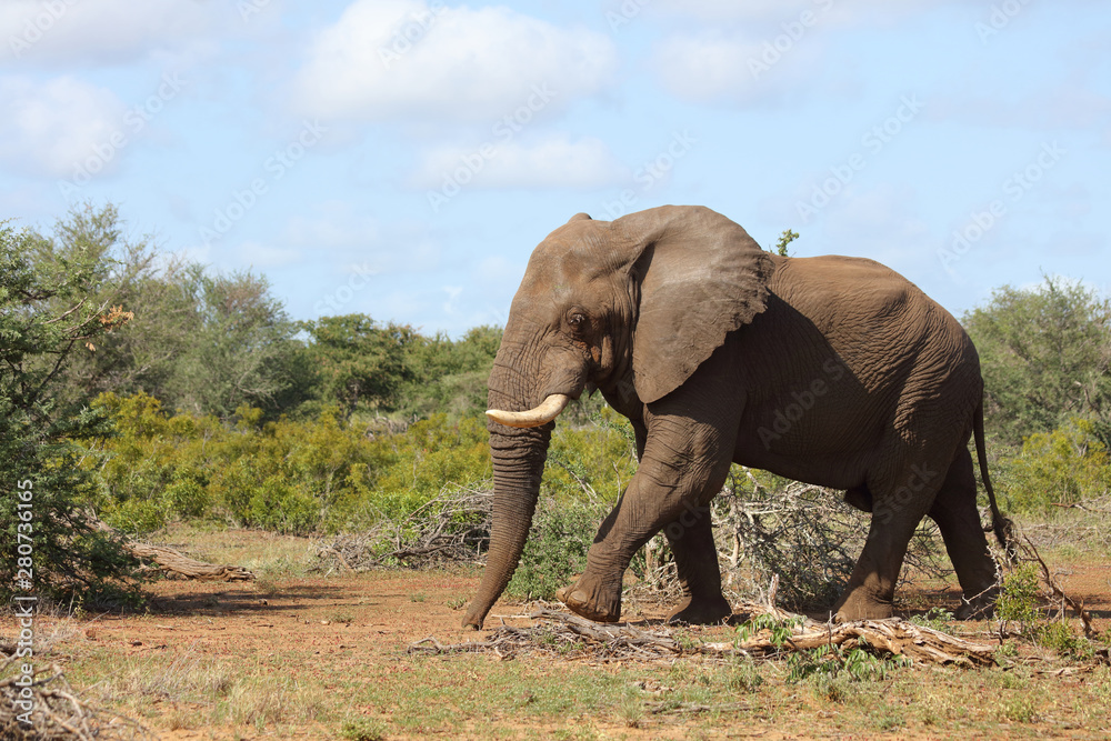 Afrikanischer Elefant / African elephant / Loxodonta africana Afrikanischer Elefant / African elephant / Loxodonta africana