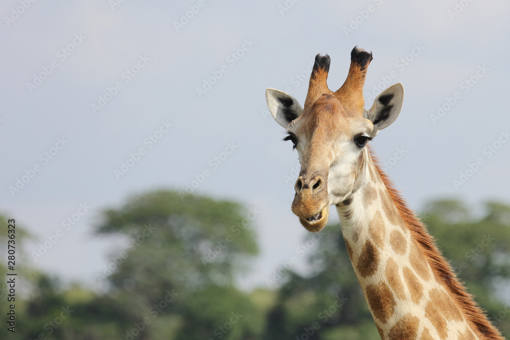 Giraffe / Giraffe / Giraffa Camelopardalis Giraffe / Giraffe / Giraffa Camelopardalis