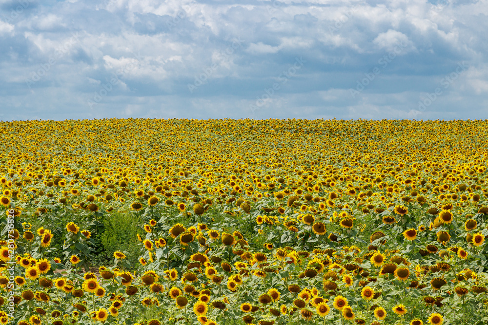 Beautiful field of yellow sunflowers on a background of blue sky with clouds