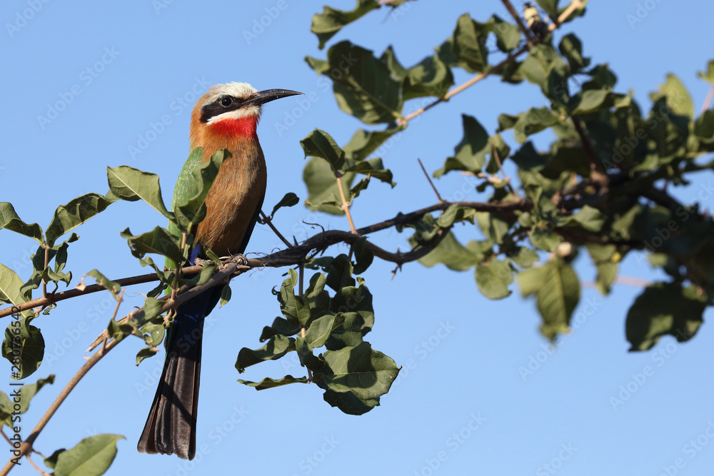 Weißstirnspint / White-fronted bee-eater / Merops bullockoides Weißstirnspint / White-fronted bee-eater / Merops bullockoides
