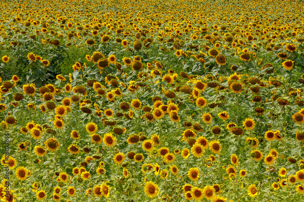 Beautiful field of yellow sunflowers on a background of blue sky with clouds Beautiful field of yellow sunflowers on a background of blue sky with clouds
