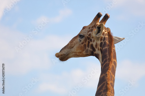 Canvas Print Giraffe / Giraffe / Giraffa Camelopardalis