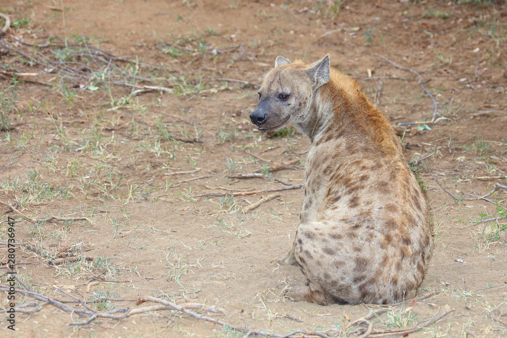 Obraz premium Tüpfelhyäne / Spotted hyaena / Crocuta crocuta