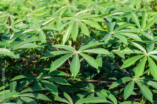 Green leaves cassava on branch tree