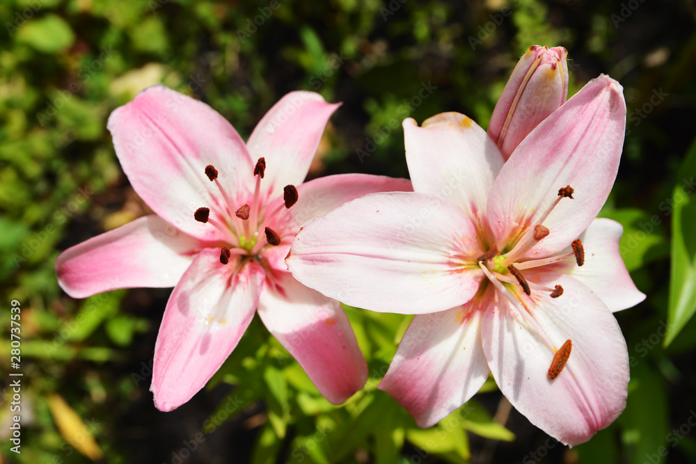 Beautiful delicate pink Lily flower grows in summer garden Beautiful delicate pink Lily flower grows in summer garden