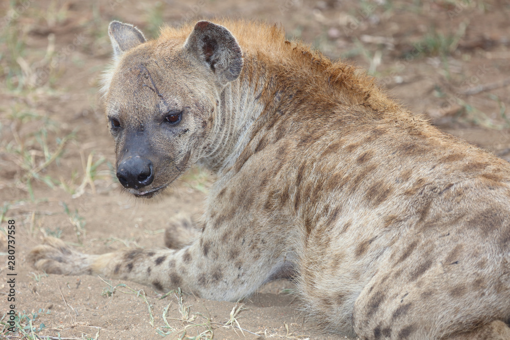 Tüpfelhyäne / Spotted hyaena / Crocuta crocuta Tüpfelhyäne / Spotted hyaena / Crocuta crocuta