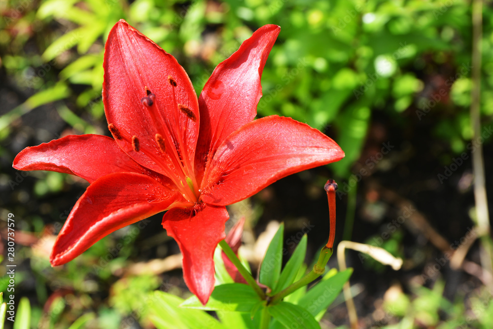 Fototapeta premium Beautiful delicate red Lily flower grows in summer garden