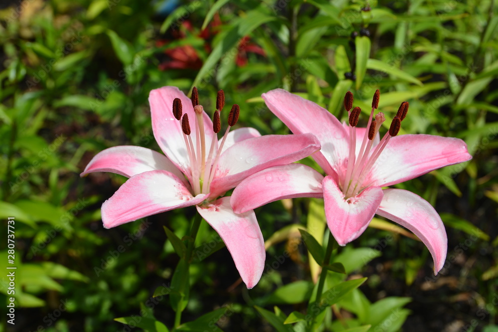Beautiful delicate pink Lily flower grows in summer garden Beautiful delicate pink Lily flower grows in summer garden