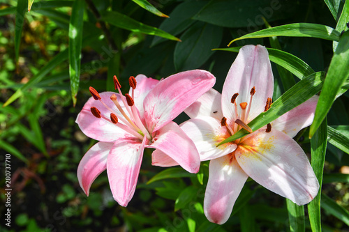 Beautiful delicate pink Lily flower grows in summer garden