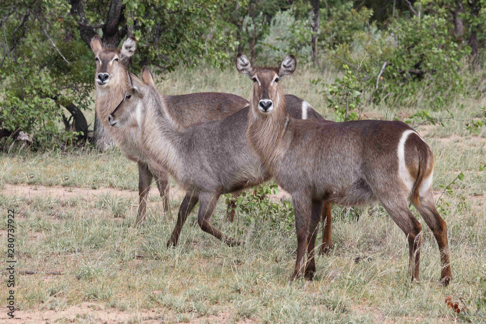 Wasserbock / Waterbuck / Kobus ellipsiprymnus Wasserbock / Waterbuck / Kobus ellipsiprymnus