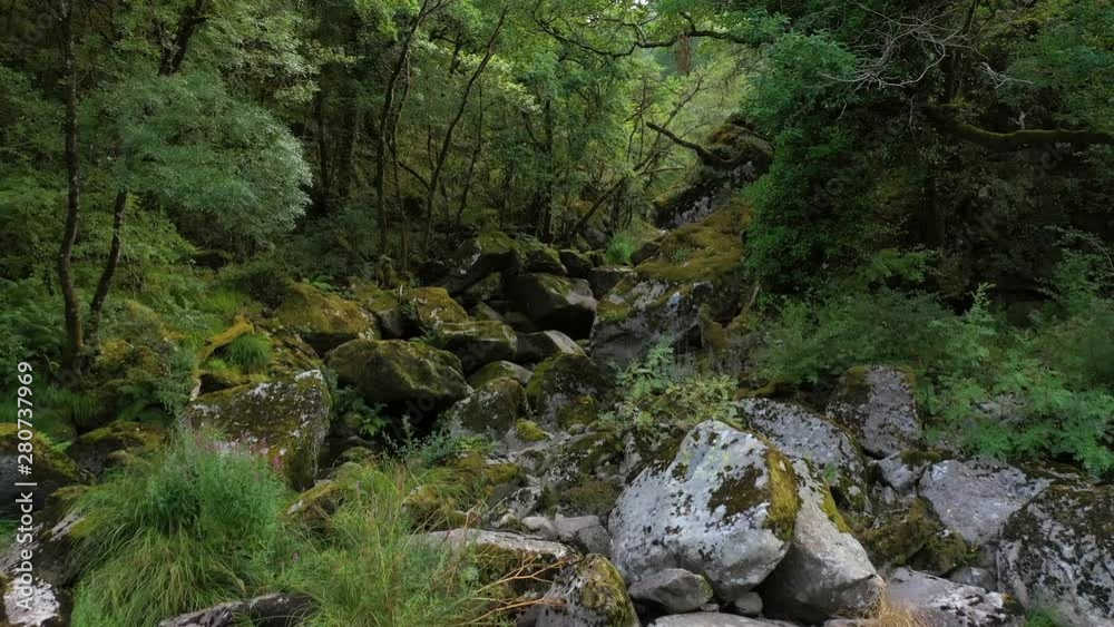 beautiful mountain river in the forest beautiful mountain river in the forest
