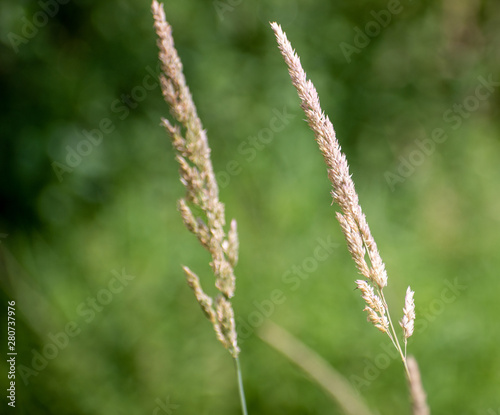 grass on green background