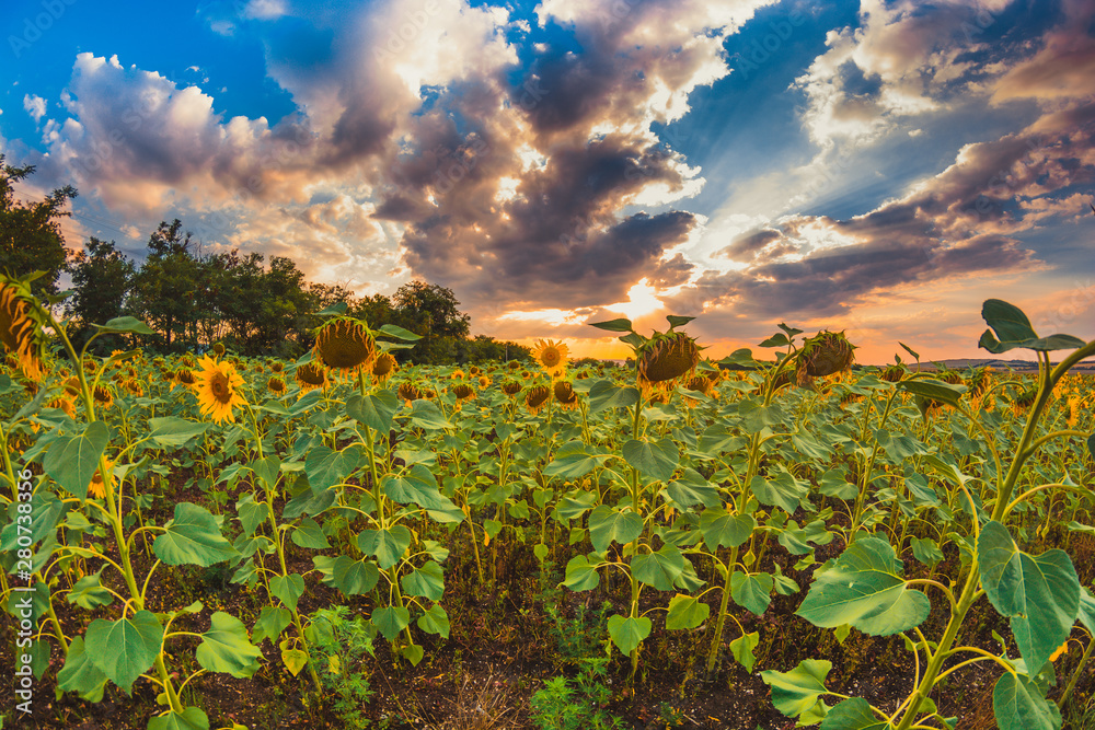 Field with sunflowers