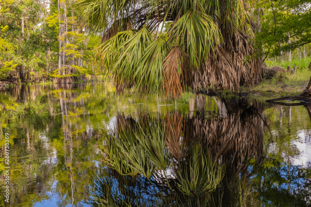 Palm leaves reflecting in the calm waters of Fisheating Creek in Florida