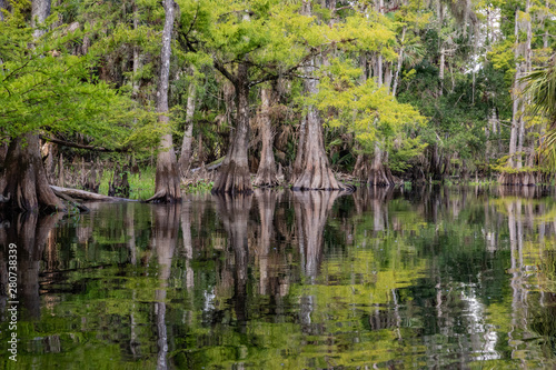 Scenic View of Cypress Trees and Knees along Fisheating Creek in Florida