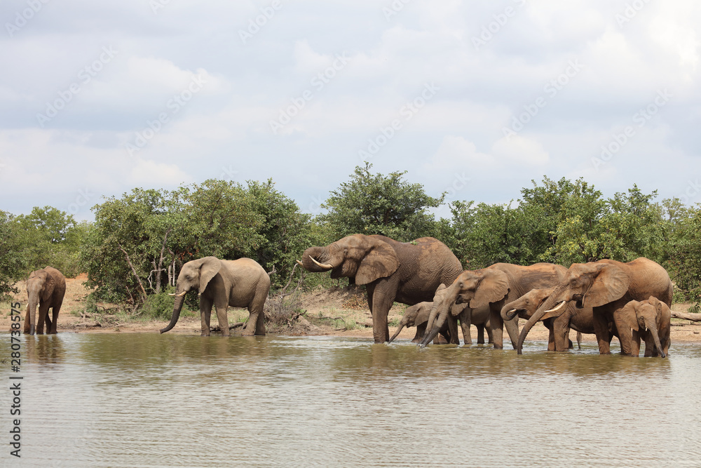 Fototapeta premium Afrikanischer Elefant / African elephant / Loxodonta africana