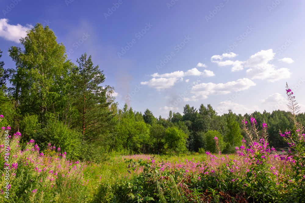 Summer meadow landscape with green grass and wild flowers on the background of a forest.