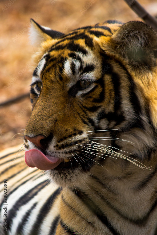 Obraz premium portrait of a tiger with tongue out 
