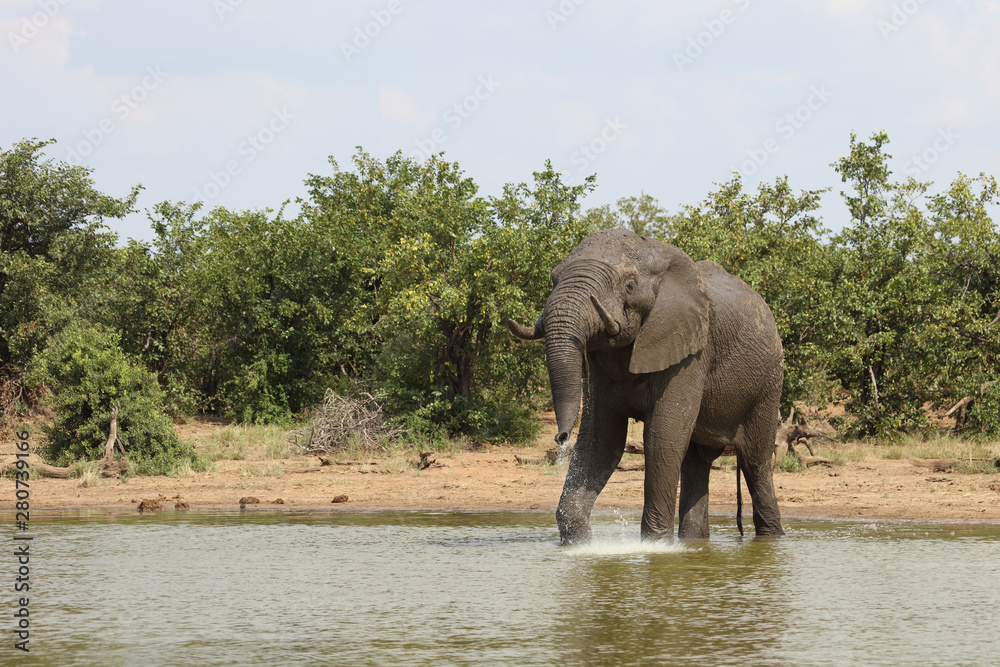 Obraz premium Afrikanischer Elefant / African elephant / Loxodonta africana