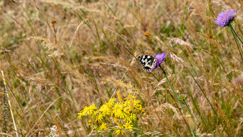 butterfly on a flower