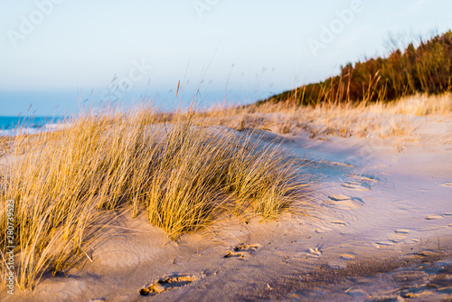 Fototapeta Naklejka Na Ścianę i Meble -  Coast of the Baltic Sea at sunset. Sand dunes, plants and water splashes close-up. Latvia