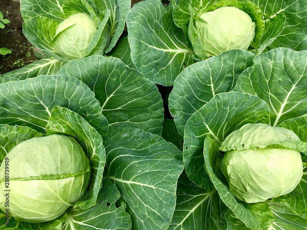 Fototapeta premium Growing white cabbage on the farm in the summer. Green vegetable background