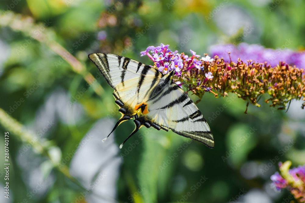 Papilio Machaon butterfly on a sprig of lilac, Odessa Papilio Machaon butterfly on a sprig of lilac, Odessa
