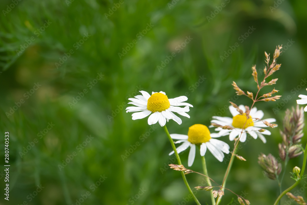 German Chamomile Flowers in Bloom in Springtime German Chamomile Flowers in Bloom in Springtime