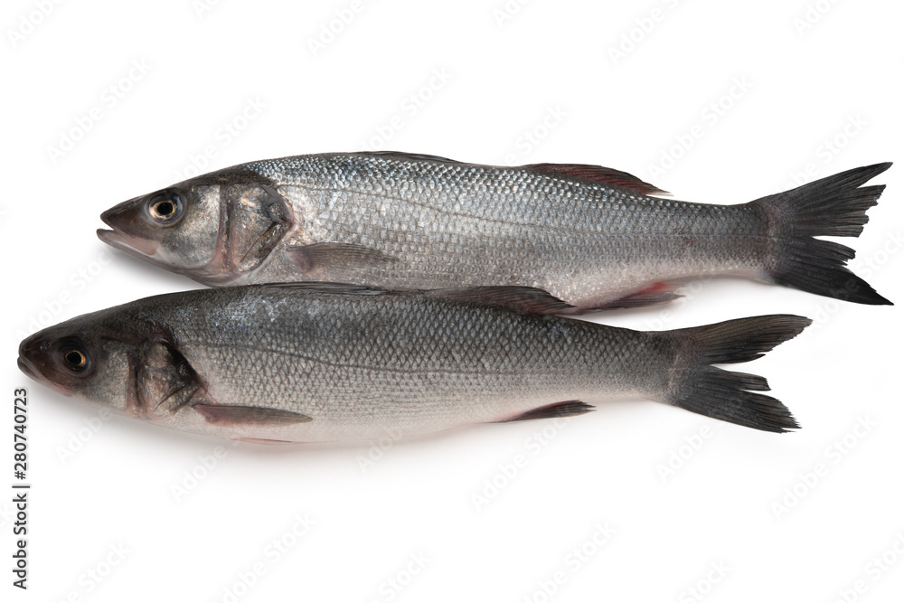 Two Sea bass fish isolated on white background Two Sea bass fish isolated on white background